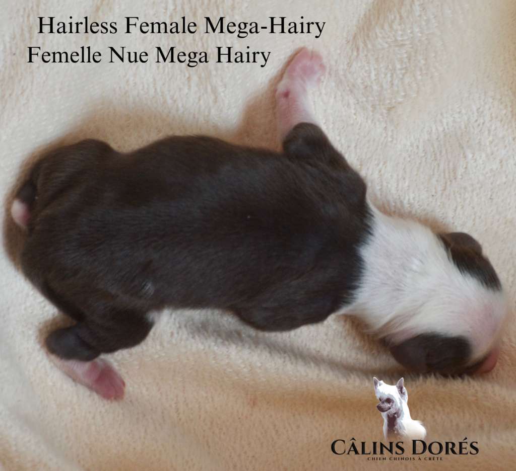 Aphrodite des Calins Dores