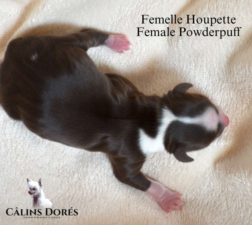 Appy des Calins Dores