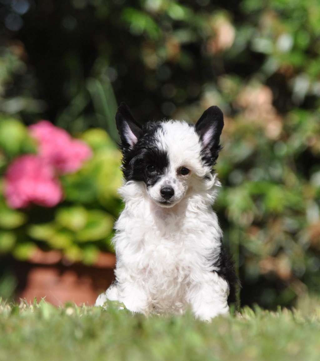 Victory's Laurel Razzle Dazzel