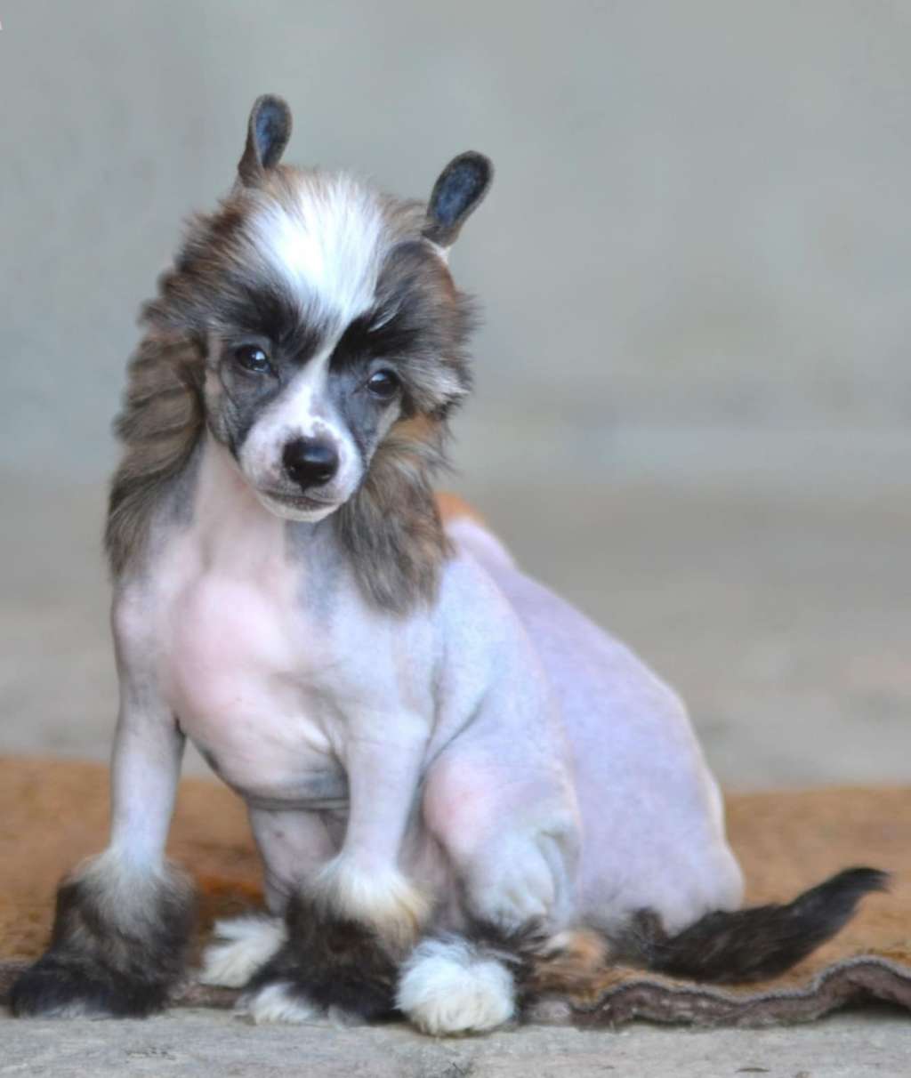 Daisy z Kamilova dvora