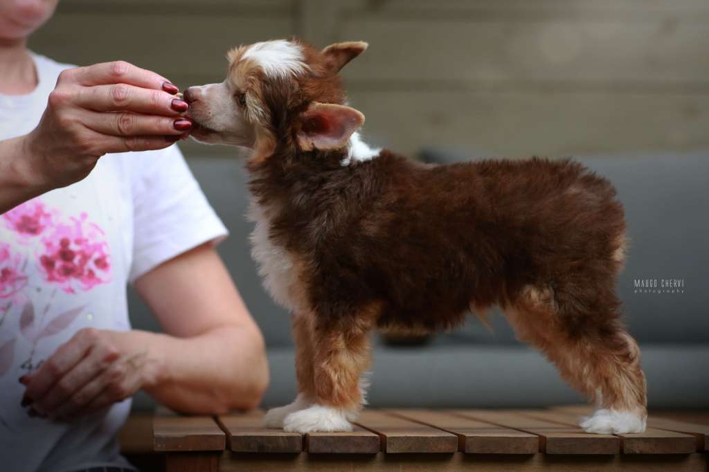 Marcel Insolite Familier