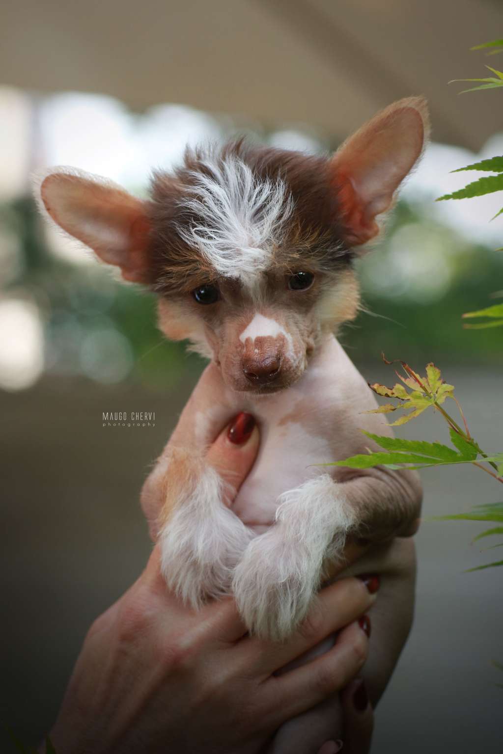 Monty Insolite Familier