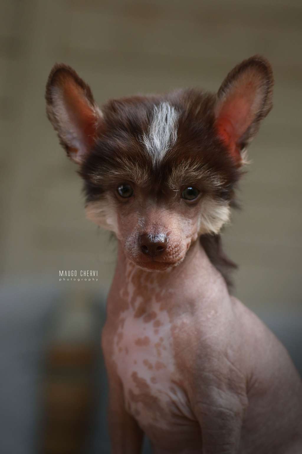 Marcepan Insolite Familier