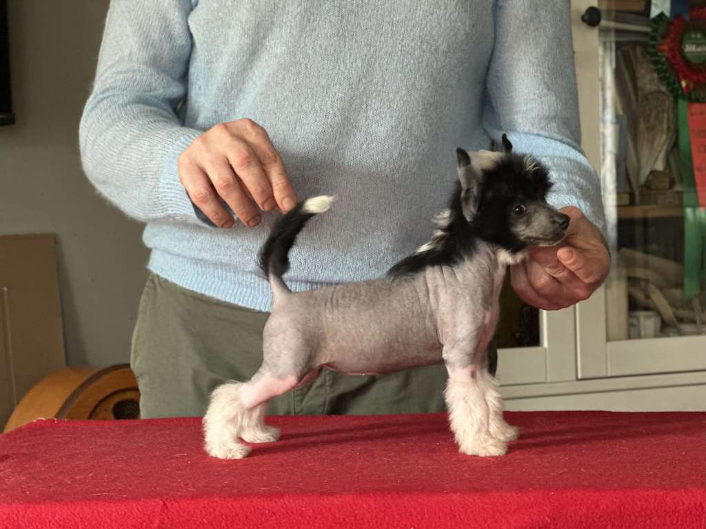 Supermenka Next Germanika