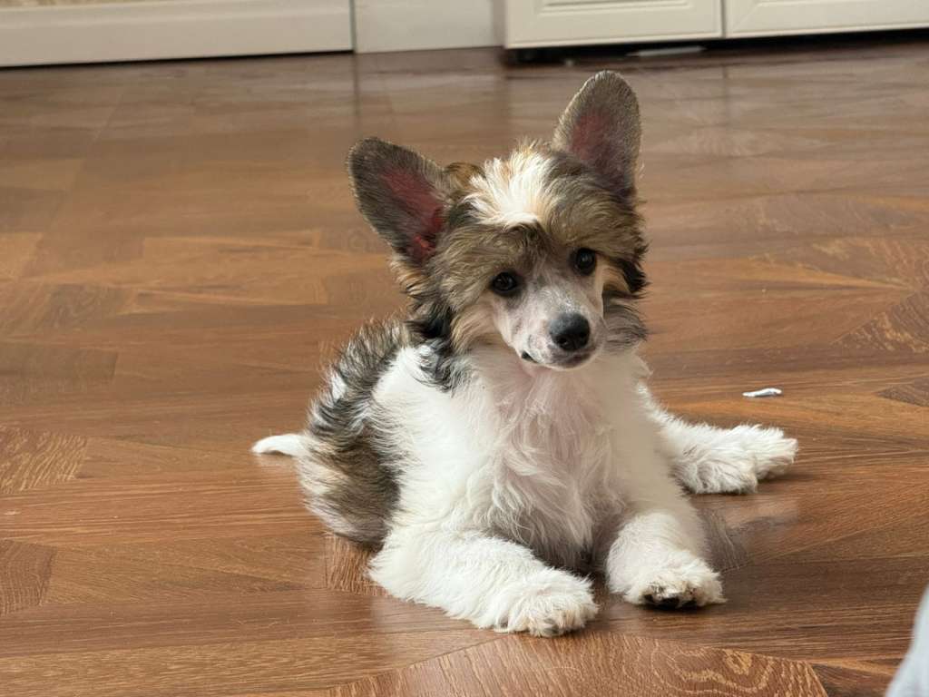 Elance Louange Zealous Show Star