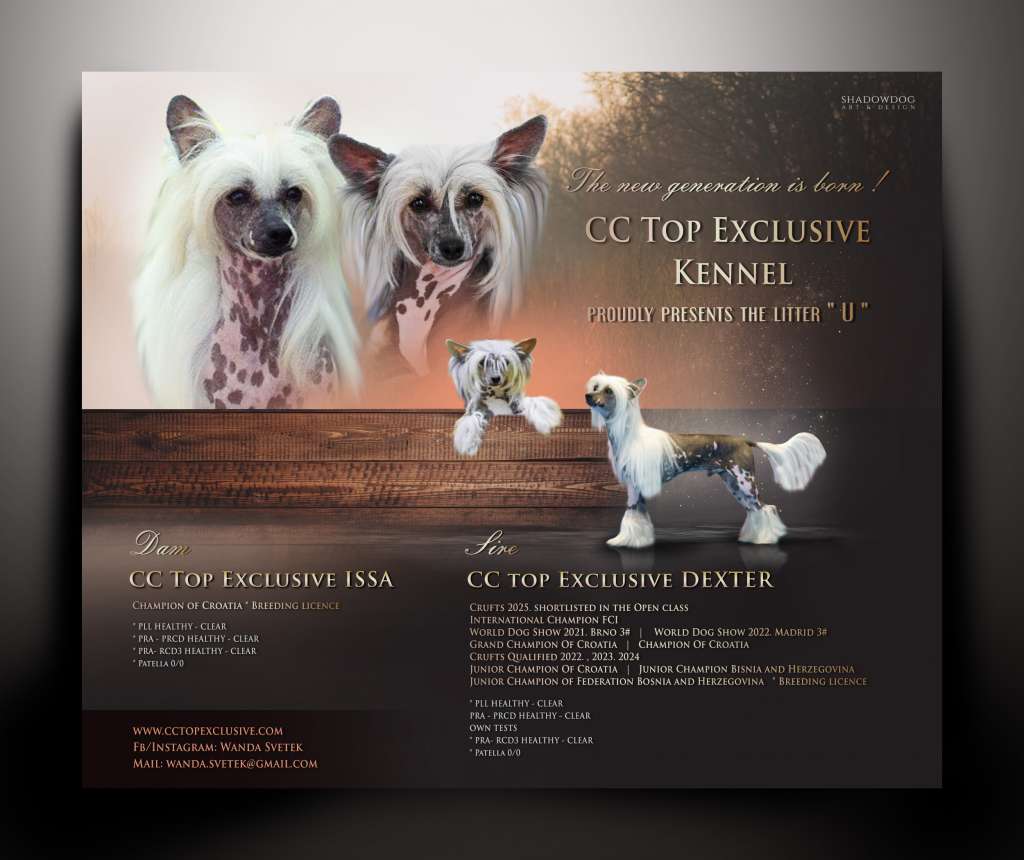 Cc Top Exclusive Unique Astra