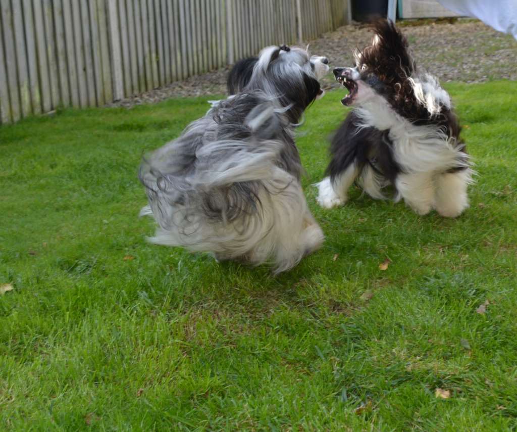 Leibwache Odd One Out