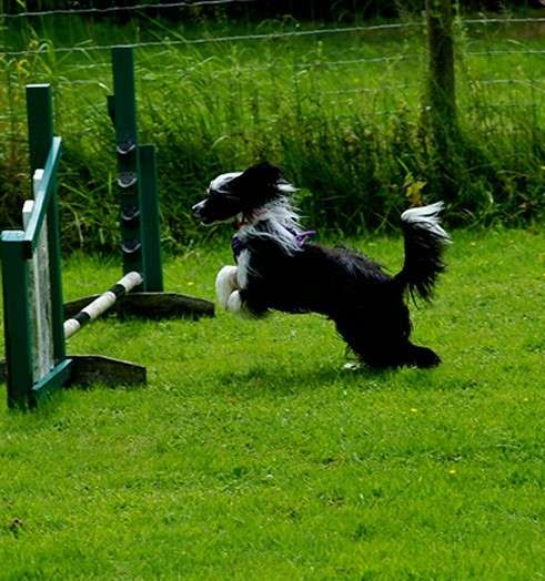 Leibwache Huff n Puff