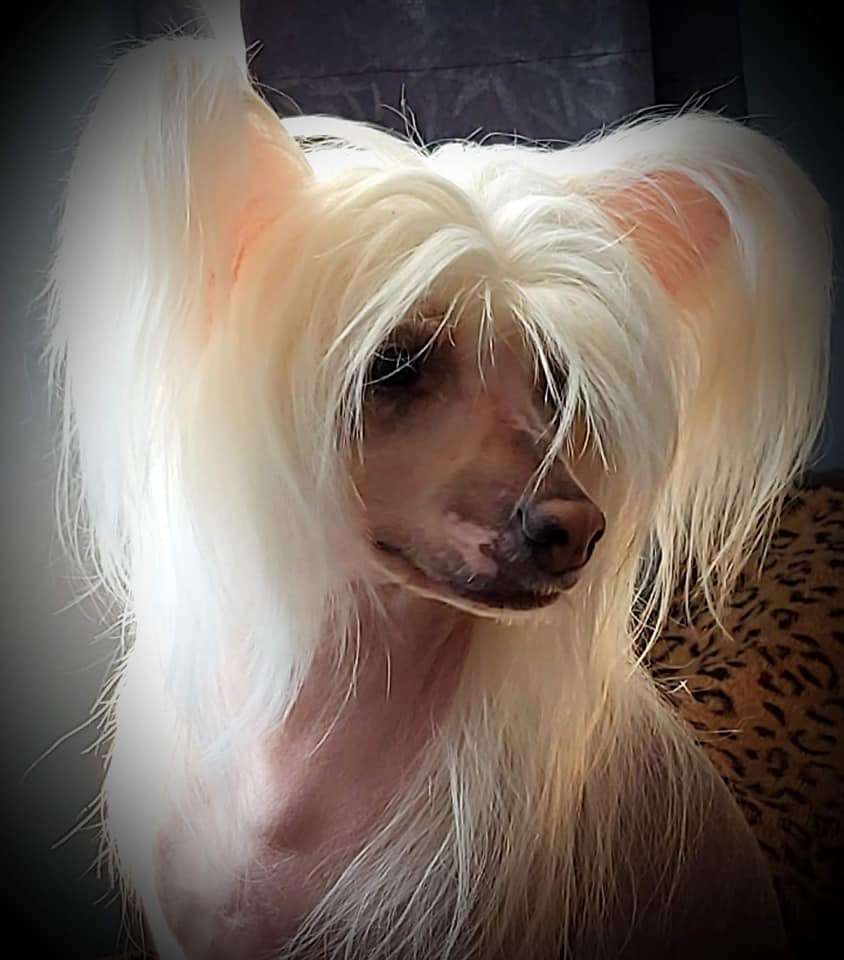 Shanshal Prince of Persia