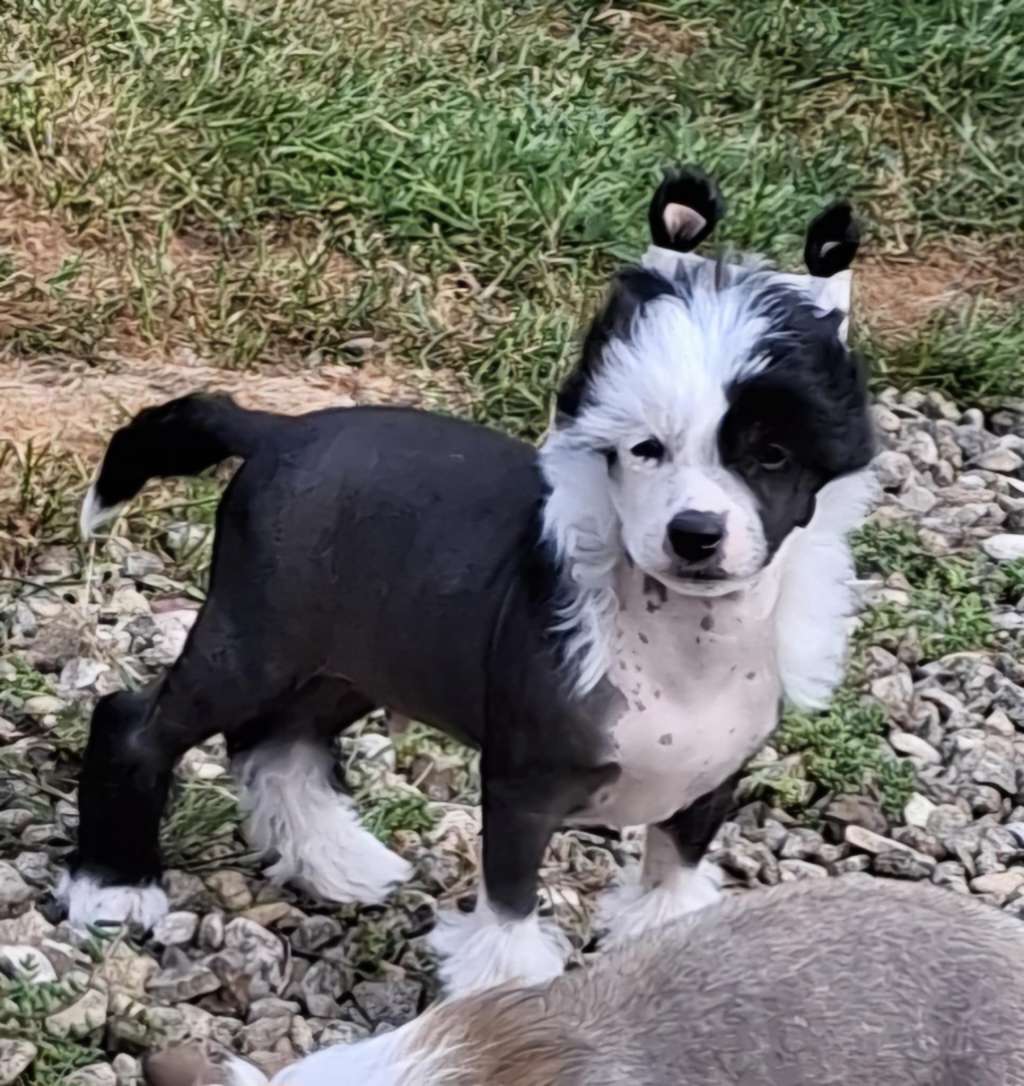 Leibwache Violet Monkey