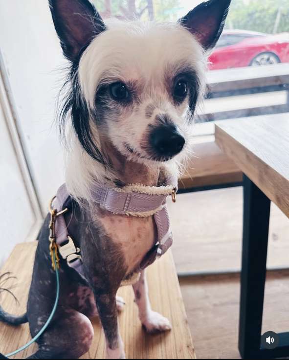 Xiannu In The Line of Duty