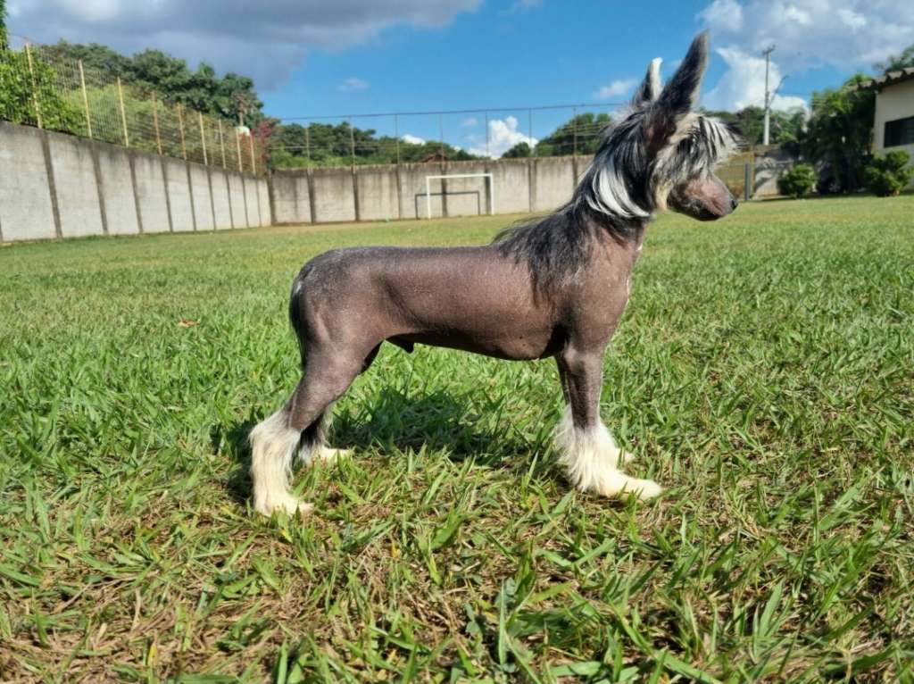 Quinta da Boa Crista Cazuza