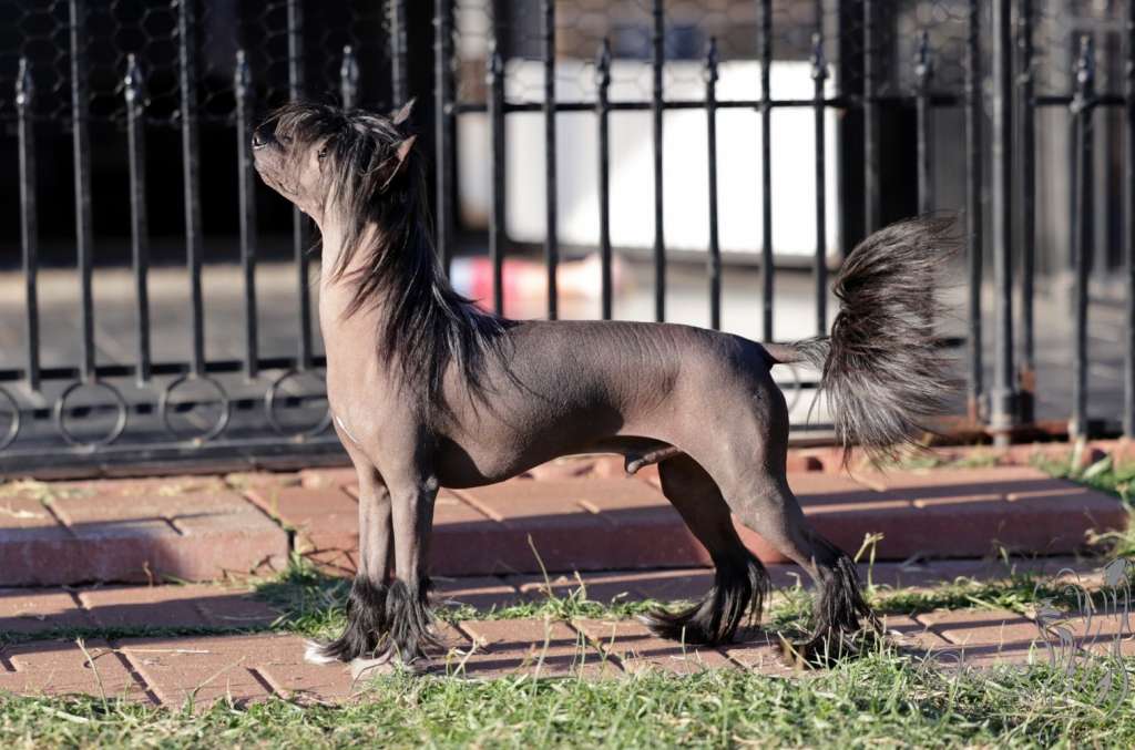 Lacshen's Jet Surprise At Olyuti