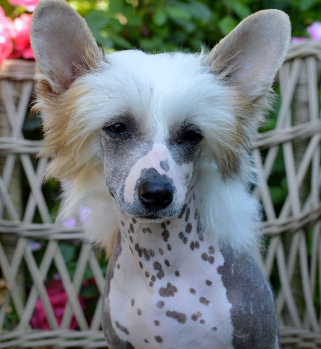 Adam Levine z Andelovy dlane