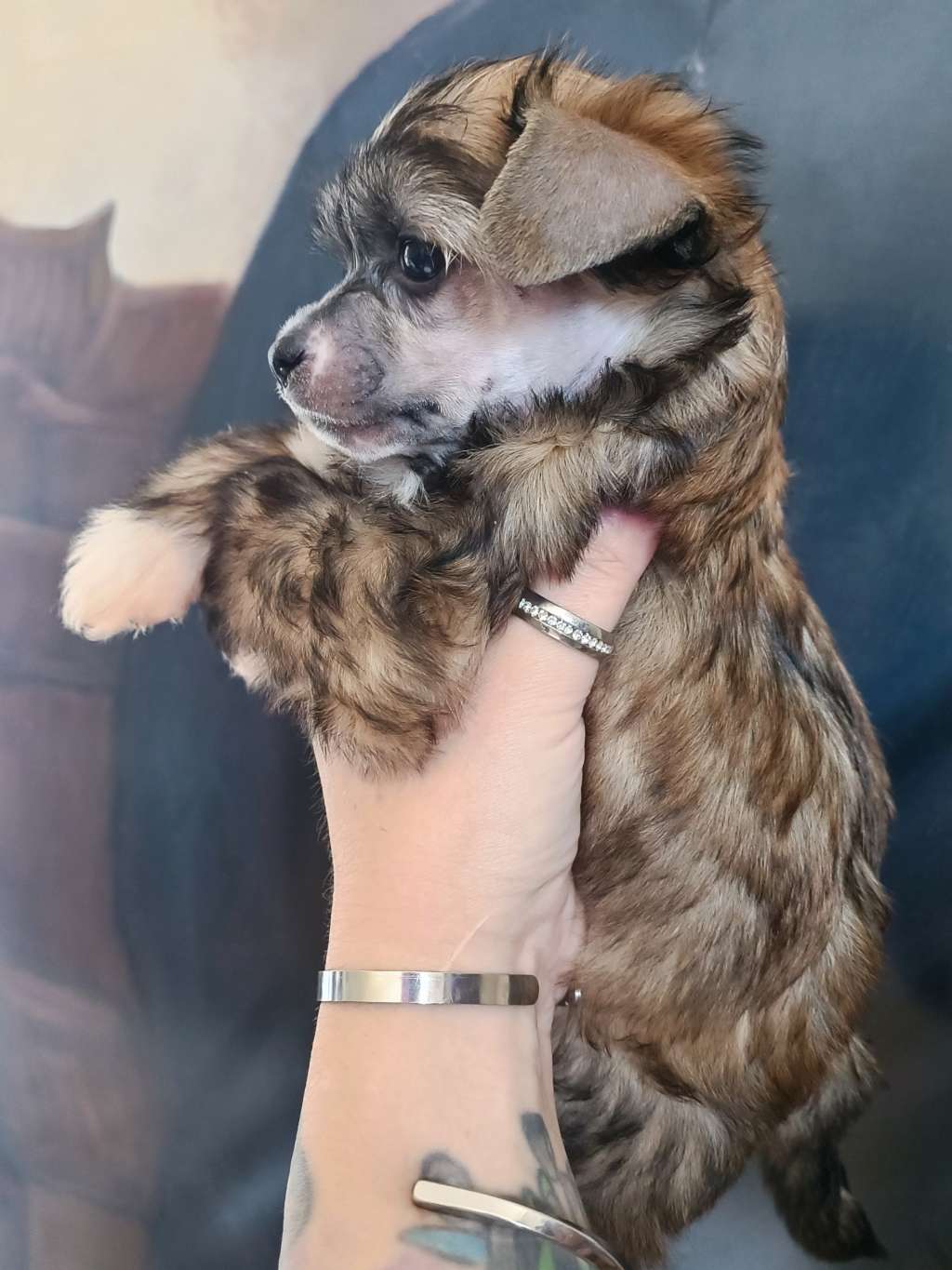 Oblivion Kinetic Veil