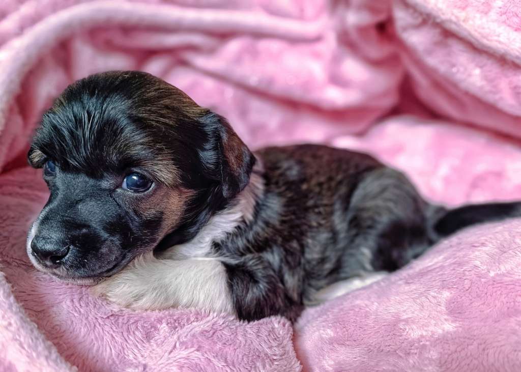 Oblivion Kai Tangata