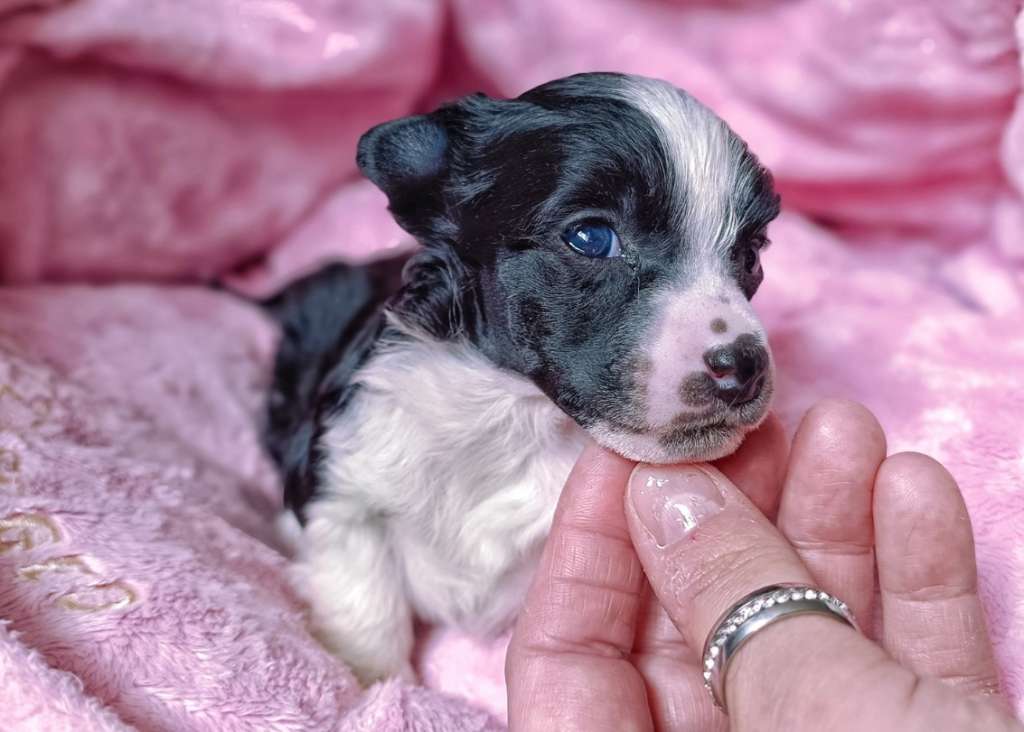 Oblivion Knockout Havoc