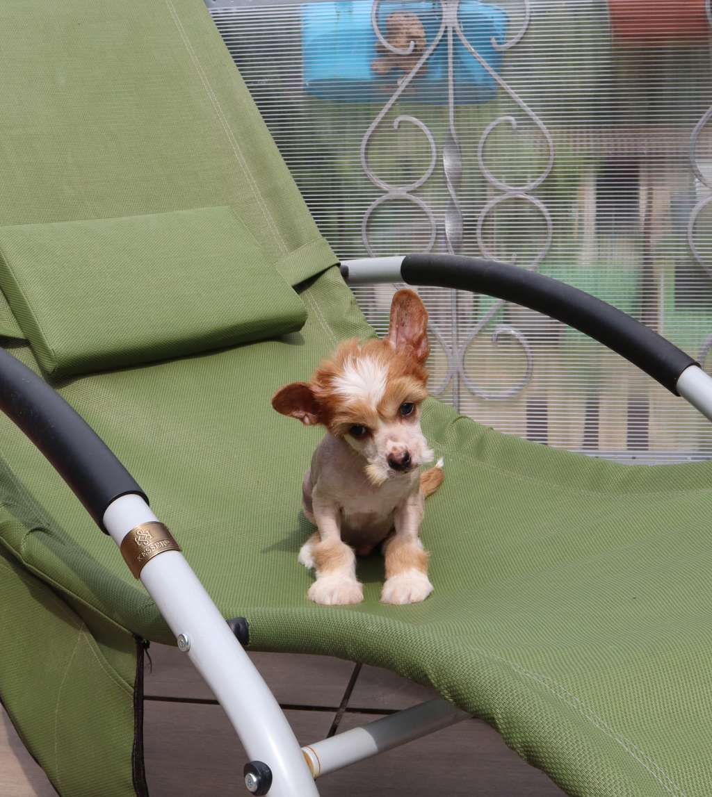 Luch's Black Guardian Chiyoko