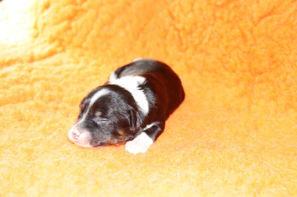 Luch's Black Guardian Chiko