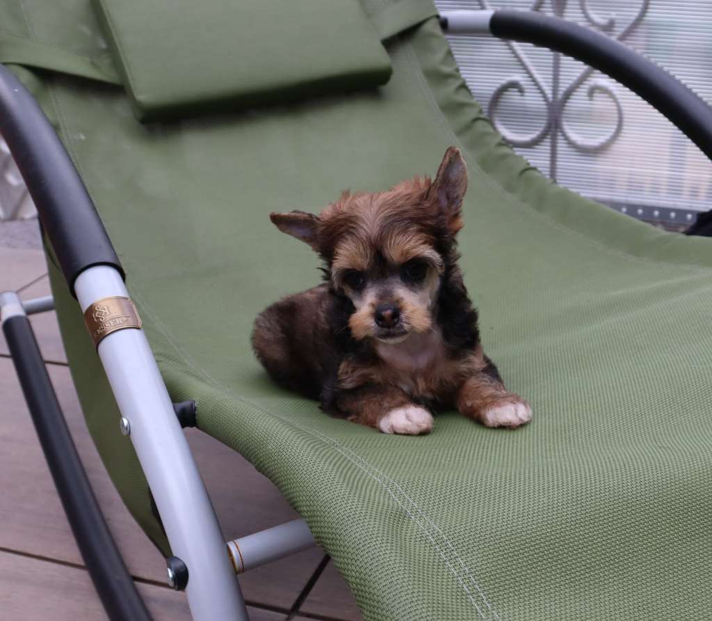 Luch's Black Guardian Chiaki