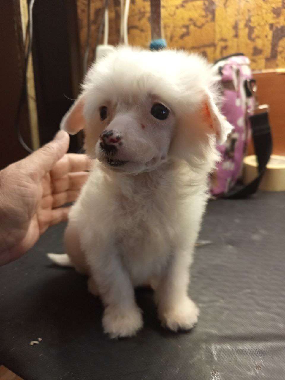 Mashama Mazi Rus N....