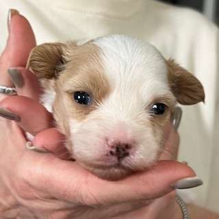 Little Luv Seed Al Jarreau