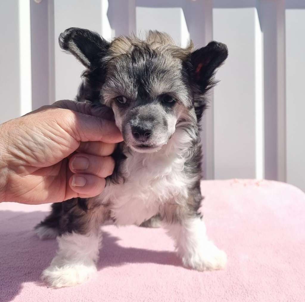 Beachcrest Winter Magic