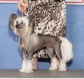 Soluna Jewels Born of Fire