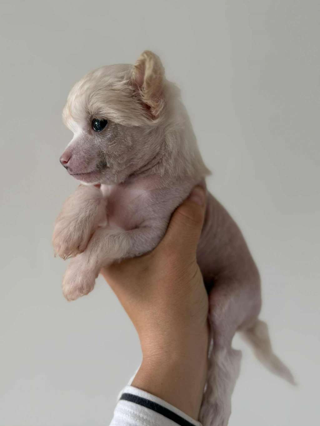 Leed's Infinity Oakmont Flash