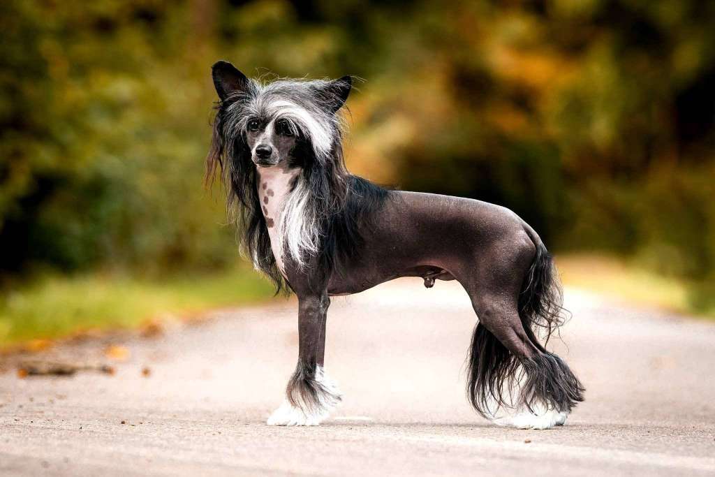 Jack Sparow Creciente Estrella