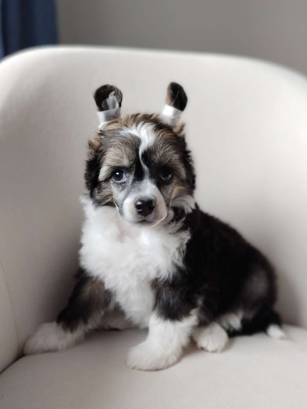 Kovimoti Mister President