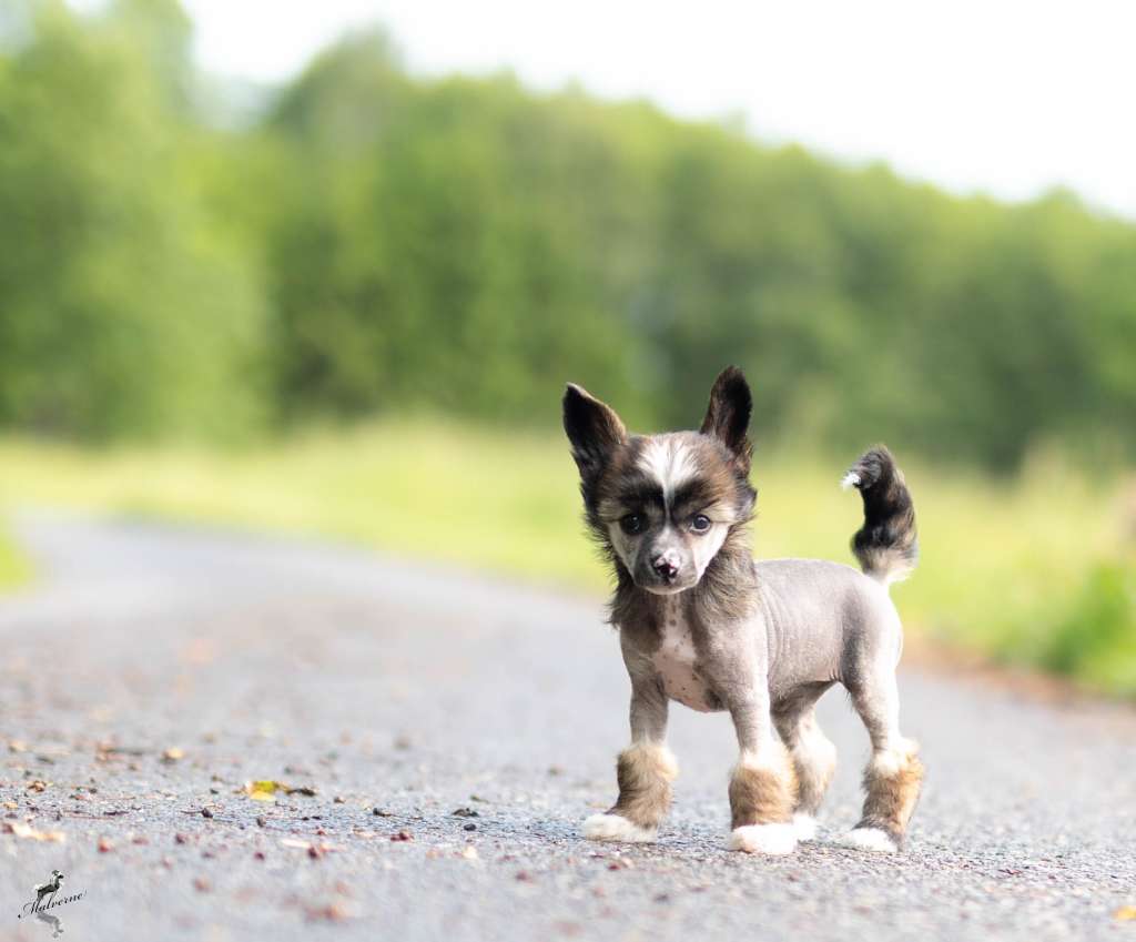 Tender Taira Avokaduh