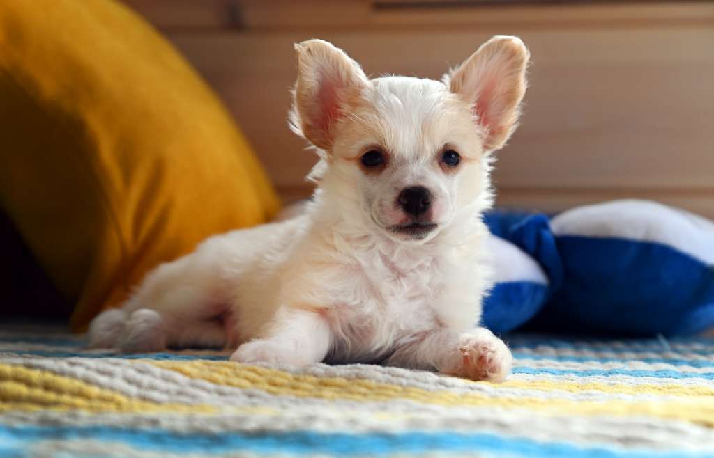 Baikal Dream Tinky Winky