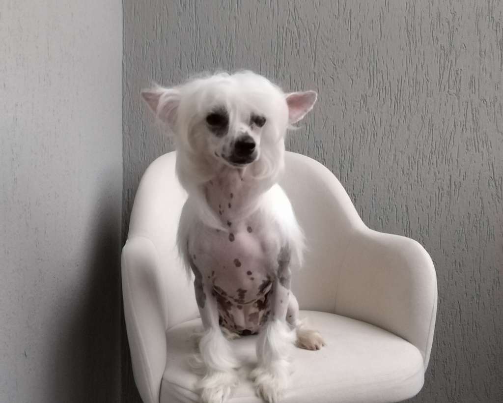 Kovimoti Kate Midlton