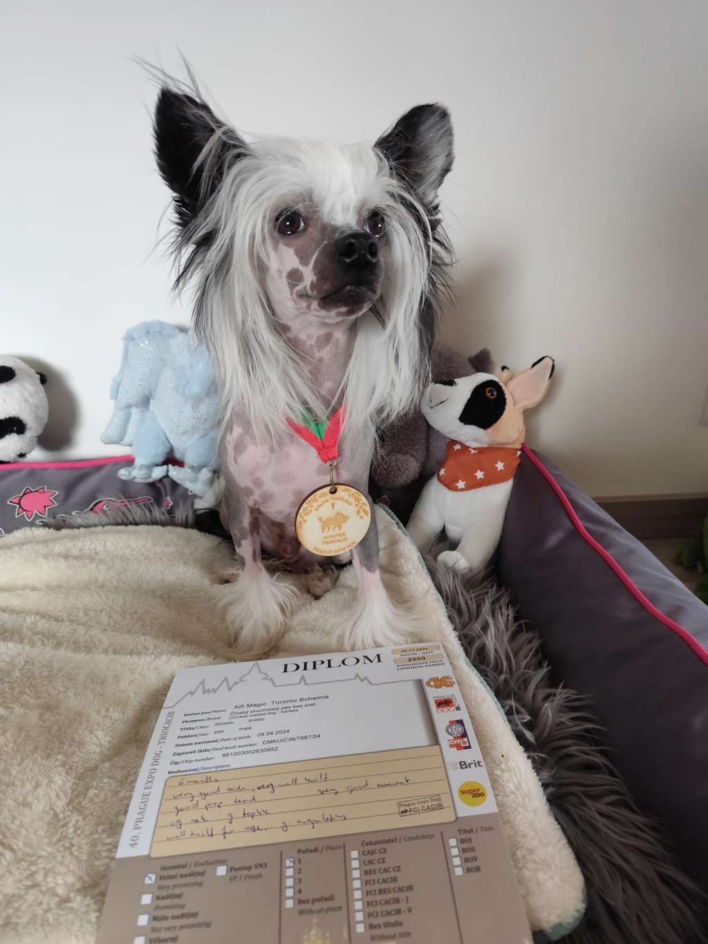 Alfi Magic Toronto Bohemia