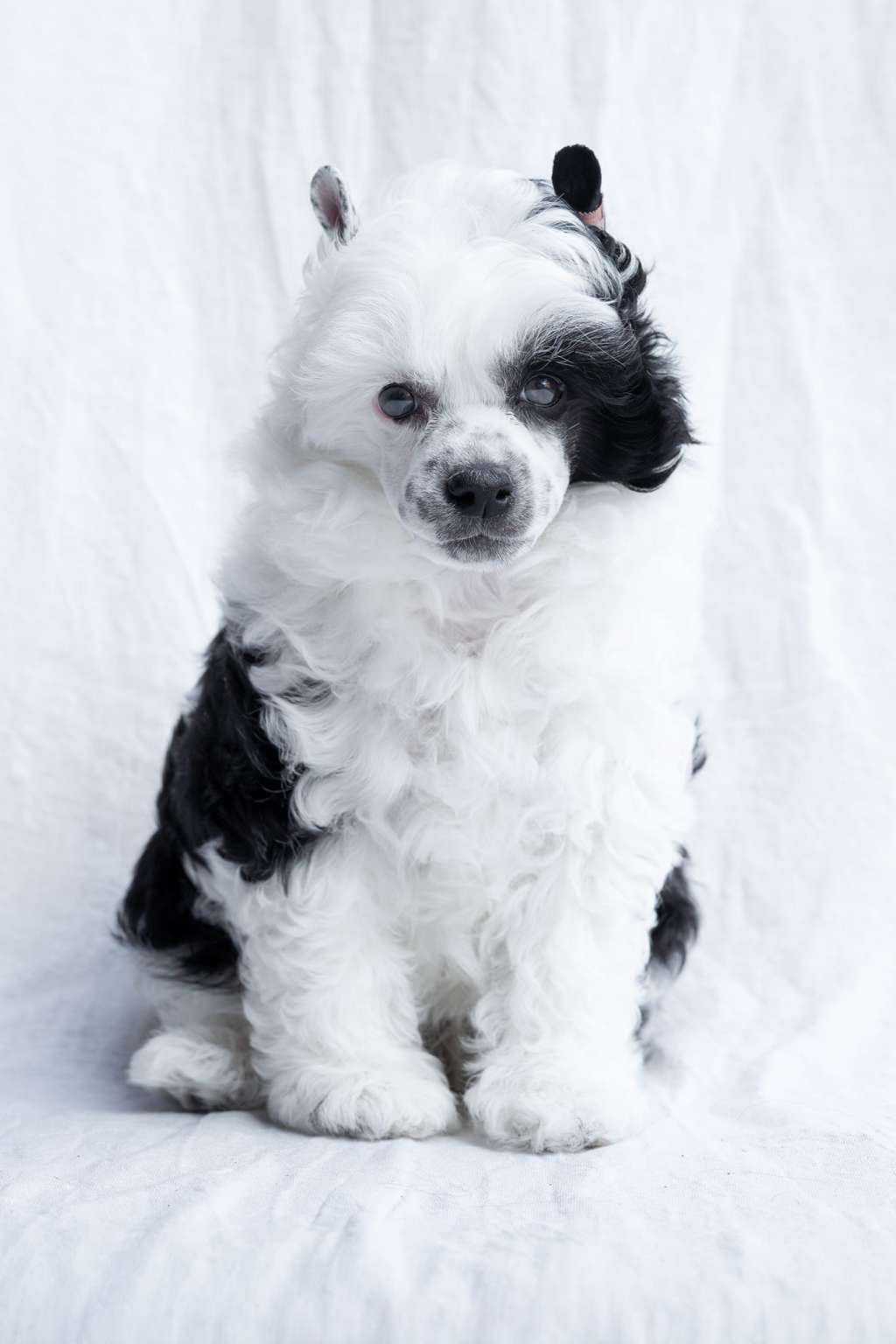 Amalaki Gala Toronto Bohemia