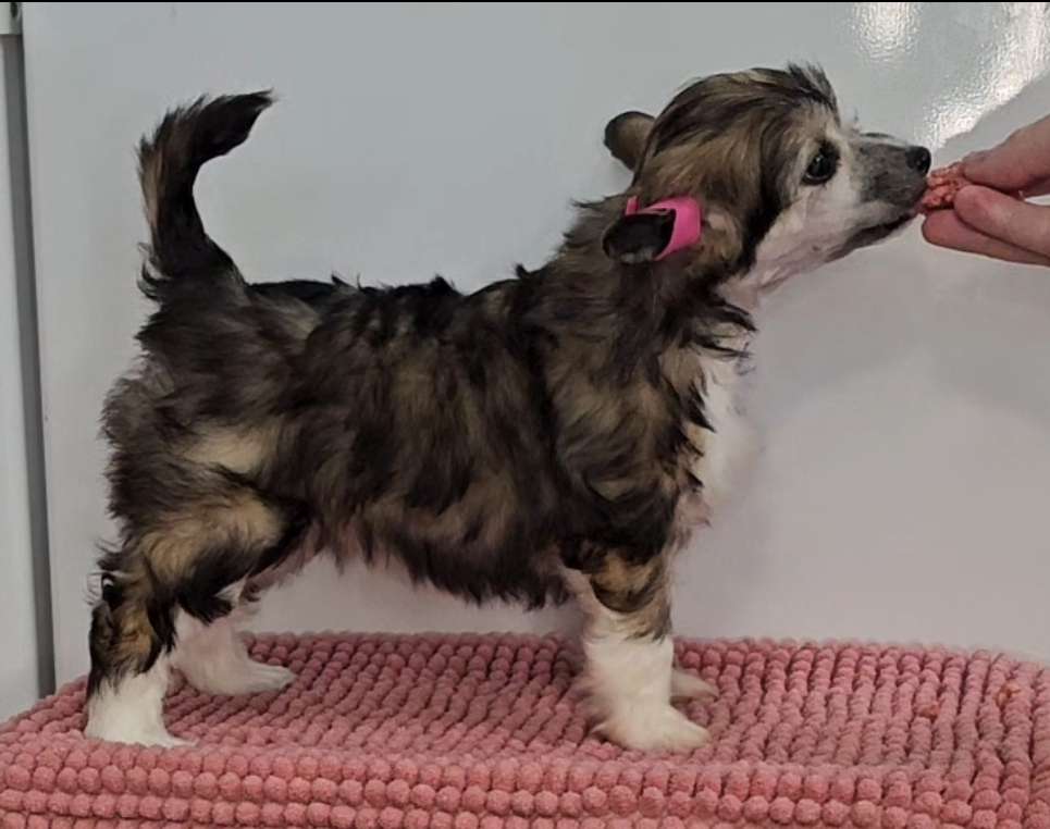 Kaitlin Home Grown Model