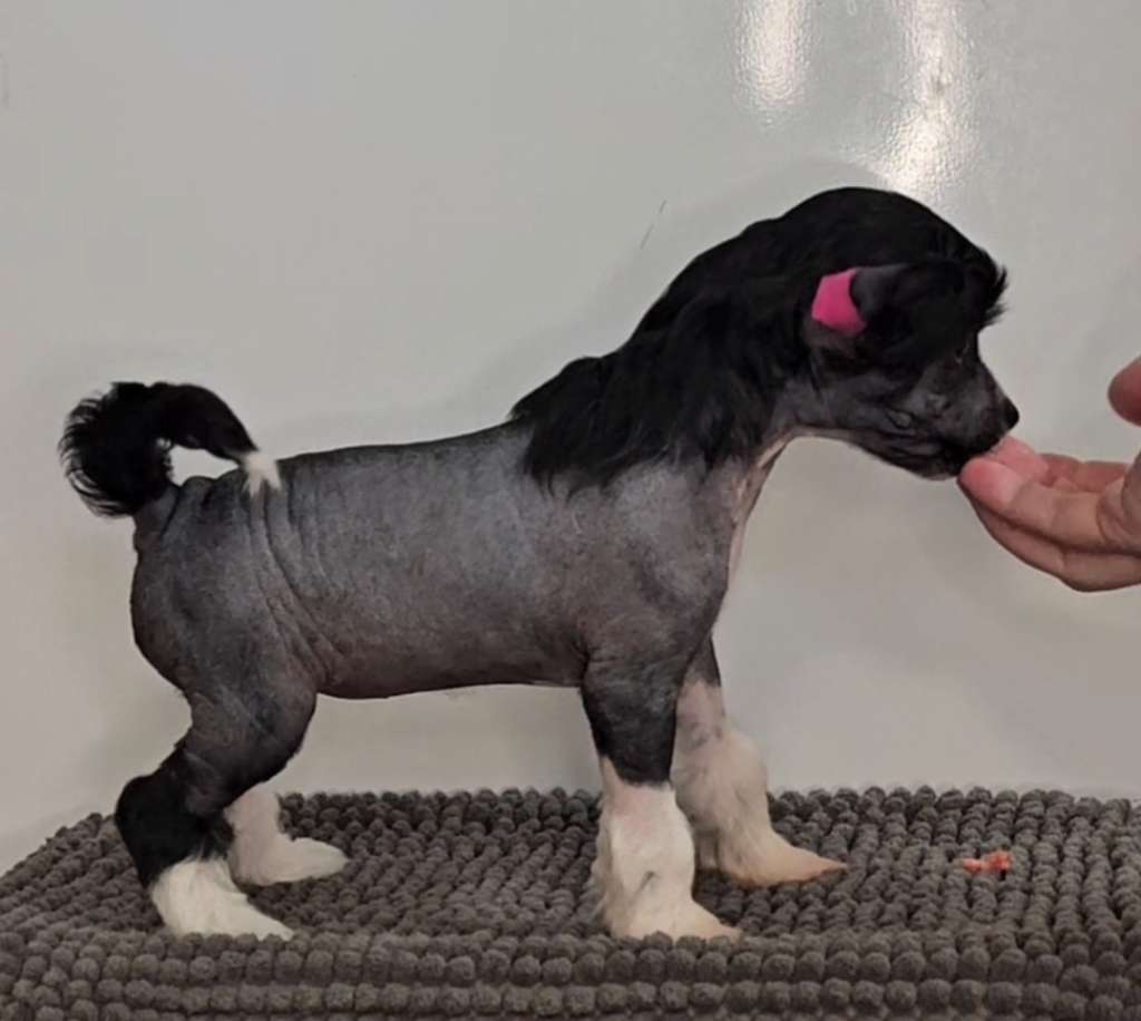 Kaitlin Goosebumps I give you