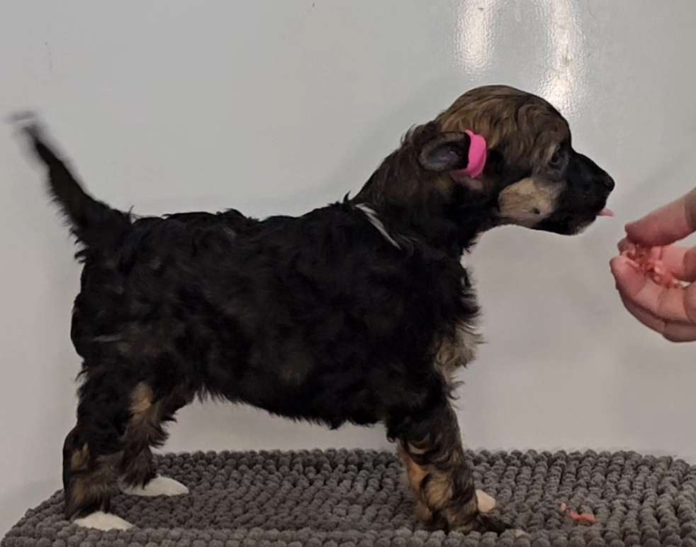 Kaitlin Glitter Is My New Hair