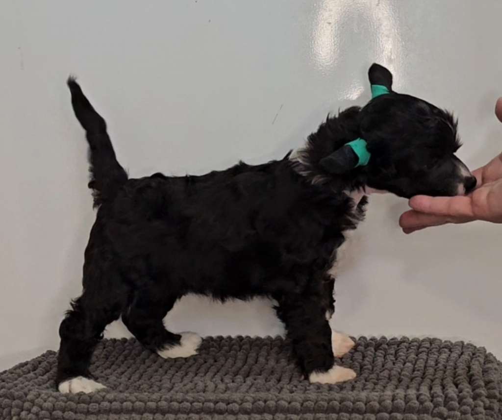 Kaitlin Glamour and Peace