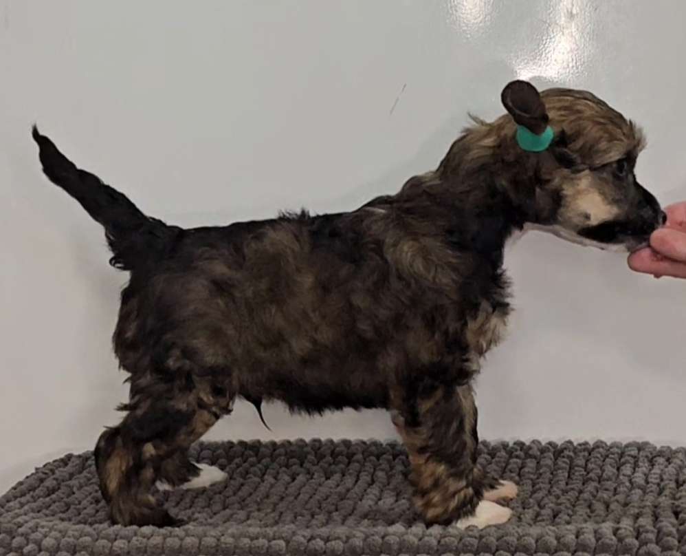 Kaitlin Glamour and Admiration