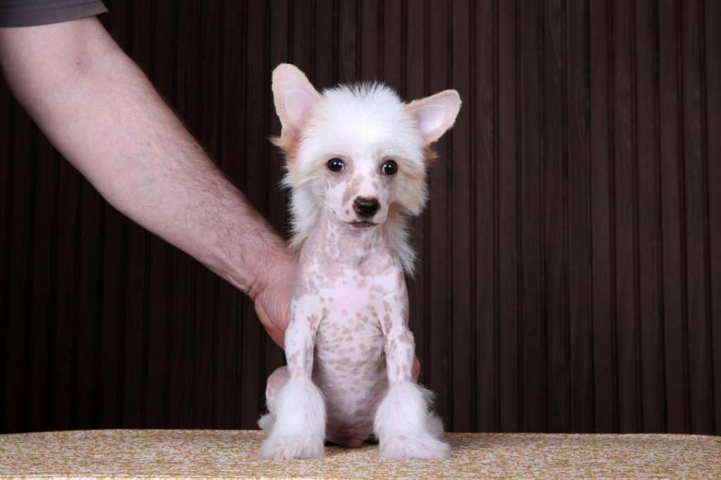 Incanto Del Mondo Twitter