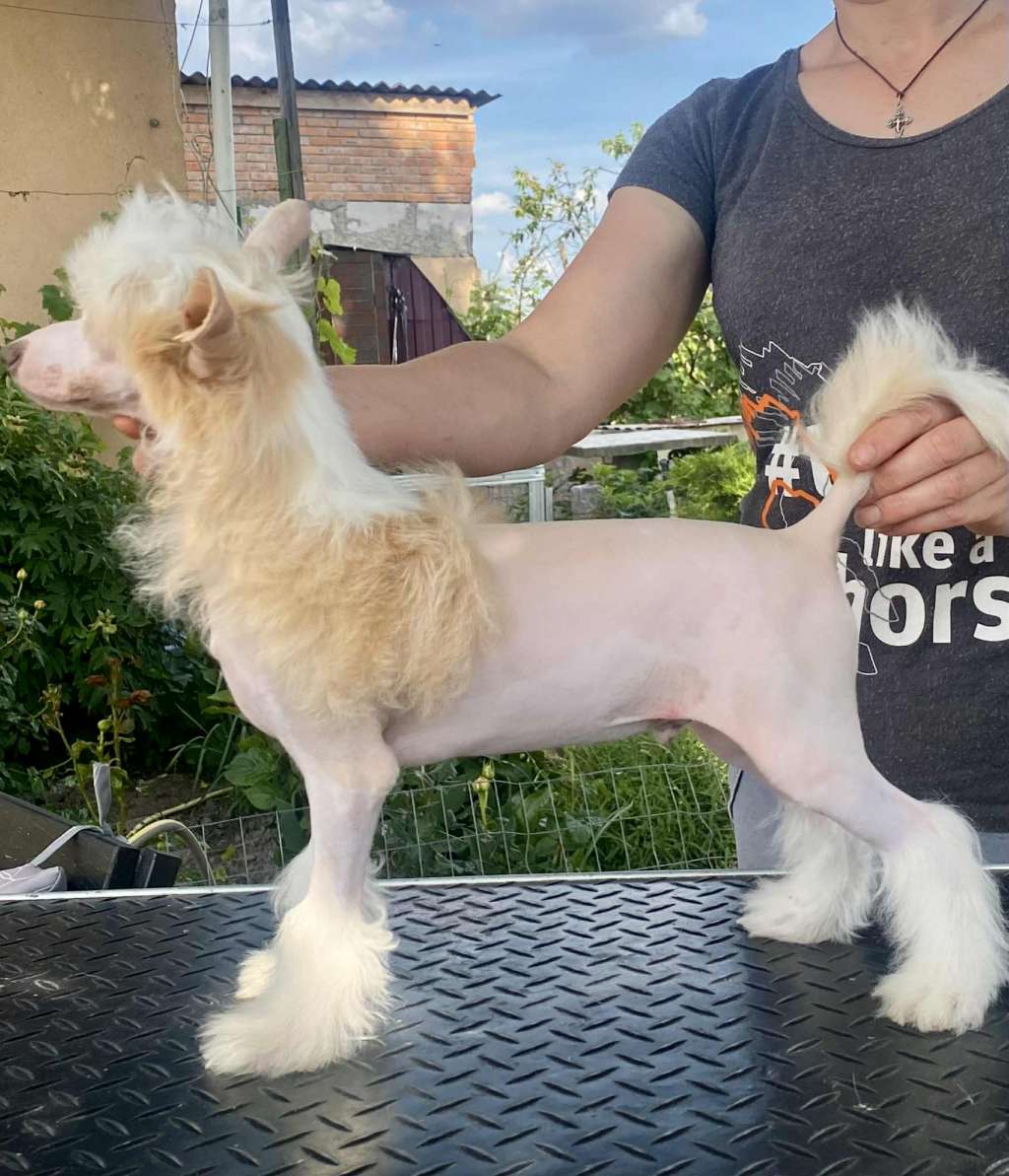 Nectar Romance Minodora