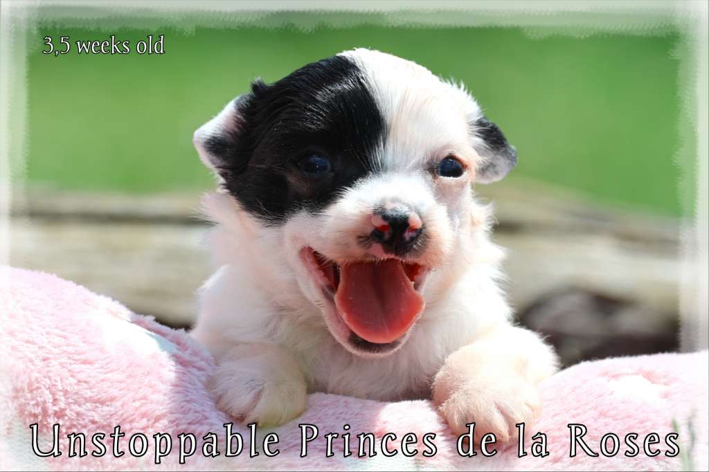 Unstoppable Princes de la Roses