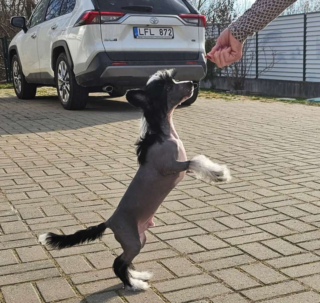 Tic Tak Toe Gambitas