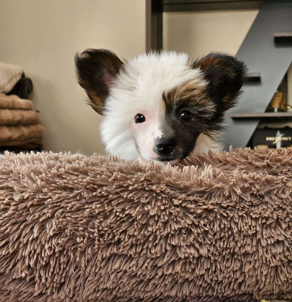 Twilight Delight Gambitas