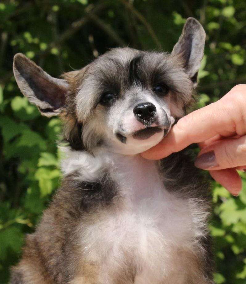 Gallurius Daimon Dandelion