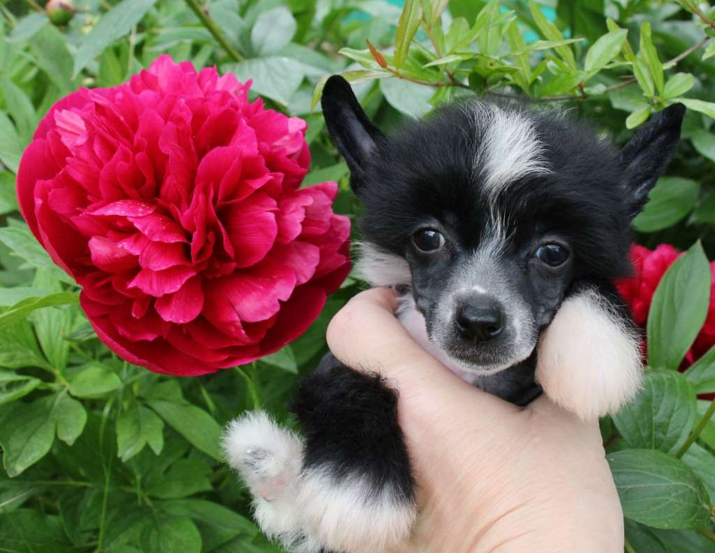 Gallurius Daryl Arabian Nights