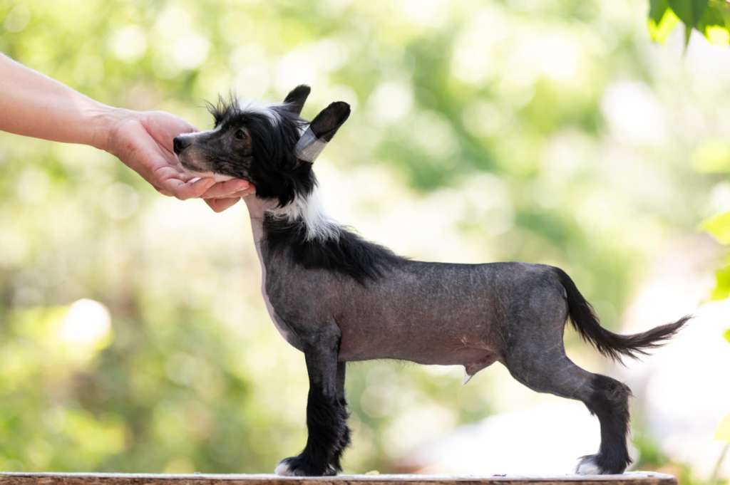 Sirius Dneprovskoye Solntse