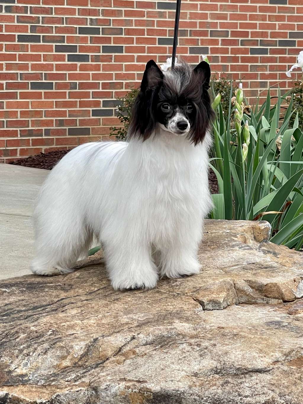 Edelweiss Tequila White Lightening